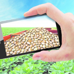 FutureCrops - Herbicide - CORUM® + DASH® - BASF - MAROC