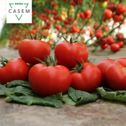 FutureCrops - SEMENCES TOMATE ARENA F1 - MAROC