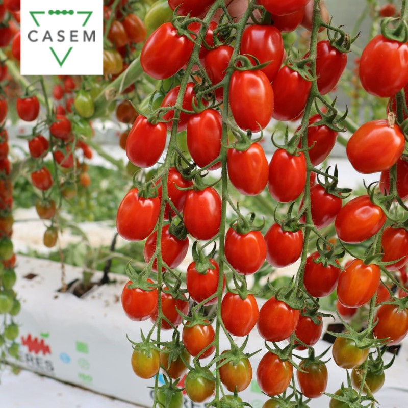 FutureCrops - SEMENCES TOMATE CERISE GABOR - MAROC