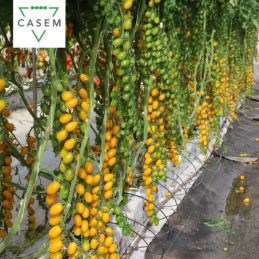 FutureCrops - SEMENCES TOMATE CERISE MIRASOL - MAROC