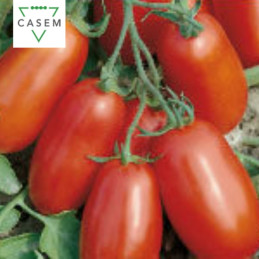 FutureCrops - SEMENCES TOMATE INDUSTRIE ERCOLE - MAROC