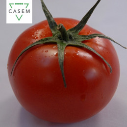 FutureCrops - SEMENCES TOMATE TWARGA - MAROC