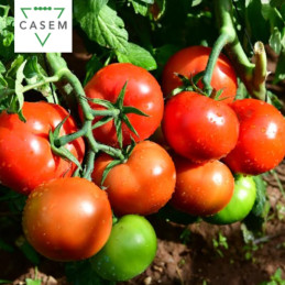 FutureCrops - SEMENCES TOMATE WAQU - MAROC