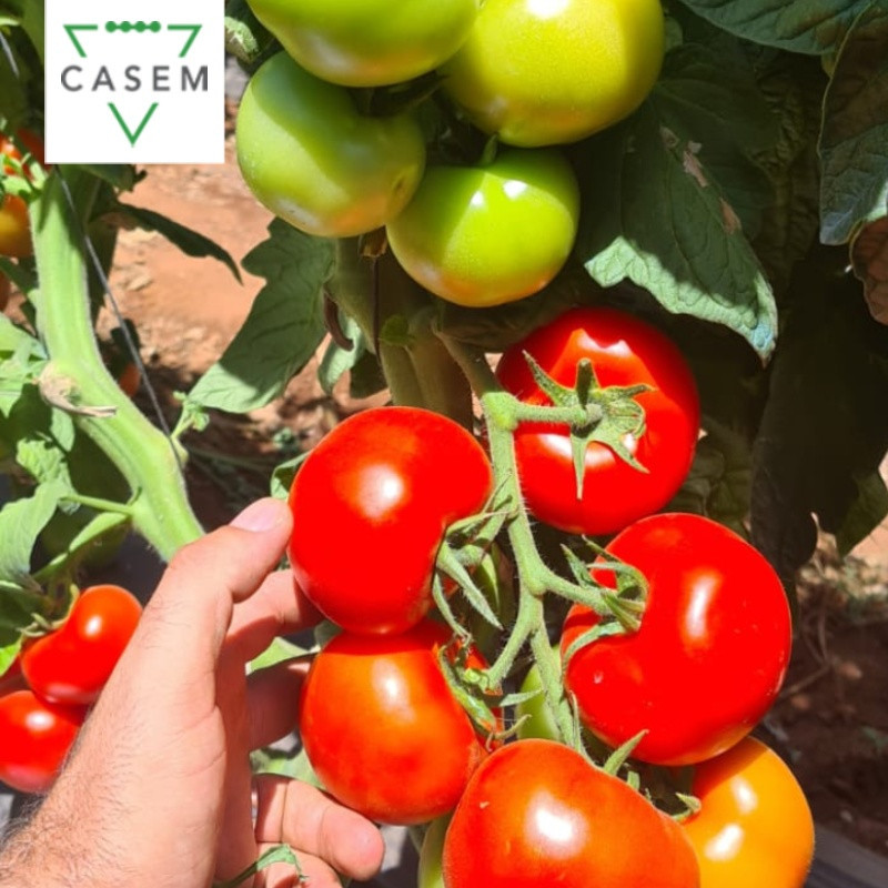FutureCrops - SEMENCES TOMATE WISSAL F1 - MAROC