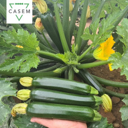 FutureCrops - SEMENCES COURGETTE DONATELLO 1000 GR - MAROC
