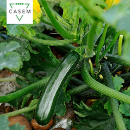 FutureCrops - SEMENCES COURGETTE NOIRE NAXOS - MAROC