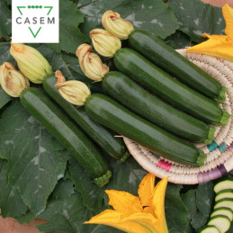 FutureCrops - SEMENCES COURGETTE RAFAELLO 1000 GR - MAROC