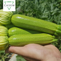 FutureCrops - SEMENCES COURGETTE ENIGMA 1000 GR - MAROC