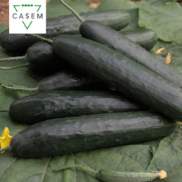 FutureCrops - SEMENCES CONCOMBRE ARIAN 1000 GR - MAROC