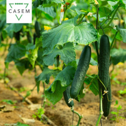FutureCrops - SEMENCES CONCOMBRE MATRIX 1000 GR - MAROC