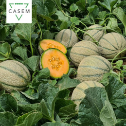 FutureCrops - SEMENCES MELON GARONA - MAROC