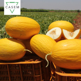 FutureCrops - SEMENCES MELON NAJMA 1000 GR - MAROC