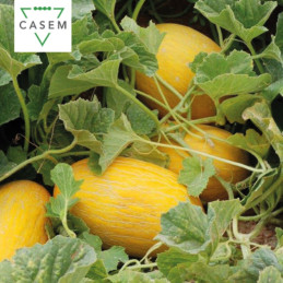 FutureCrops - SEMENCES MELON JAUNE MIMOSA - MAROC