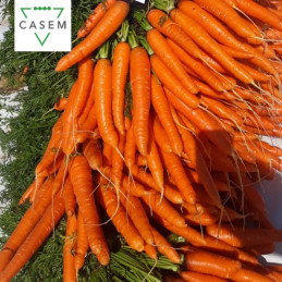 FutureCrops - SEMENCES CAROTTE ELBACHA SACHET DE 500 000 GR - MAROC