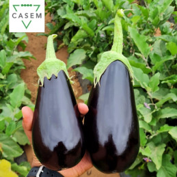 FutureCrops - SEMENCES AUBERGINE ARABICA 1000 GR - MAROC