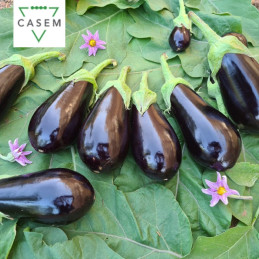 FutureCrops - SEMENCES AUBERGINE SAFARI 1000 GR- MAROC
