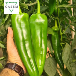 FutureCrops - SEMENCES POIVRON COLINA 1000 GR - MAROC