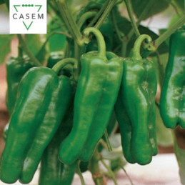 FutureCrops - SEMENCES POIVRON DOUX ITALIEN ANDALOUS - MAROC