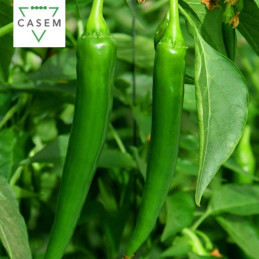 FutureCrops - SEMENCES PIMENT SAHEM - MAROC