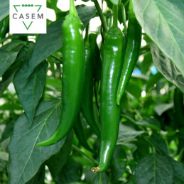 FutureCrops - SEMENCES PIMENT SAIDAH - MAROC