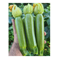 Courgette
