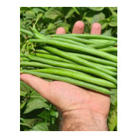 Haricot