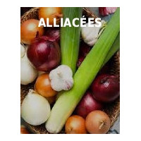 Alliacées